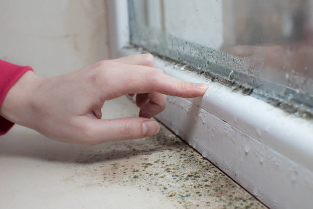 Best Mold Remediation for Healthcare Facilities  in Fox Point, WI